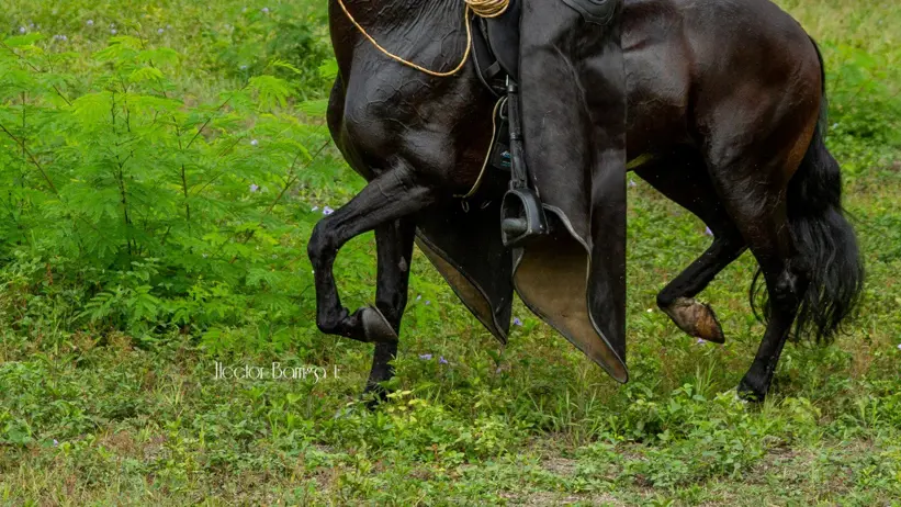 Photo of a horse's legs with a rider moving through tall grass, lifting their knees high.