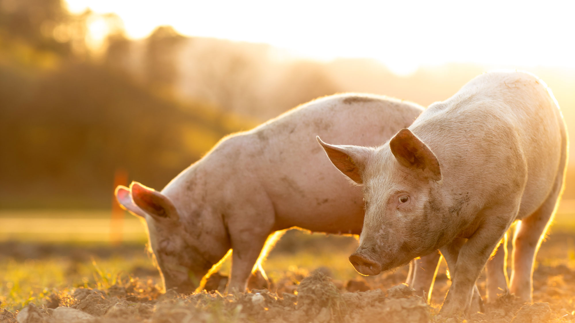 Två grisar bökar i jorden, foto.