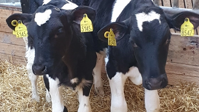 Två små SLB-kalvar bredvid varandra i en box med halm som strö. Foto.