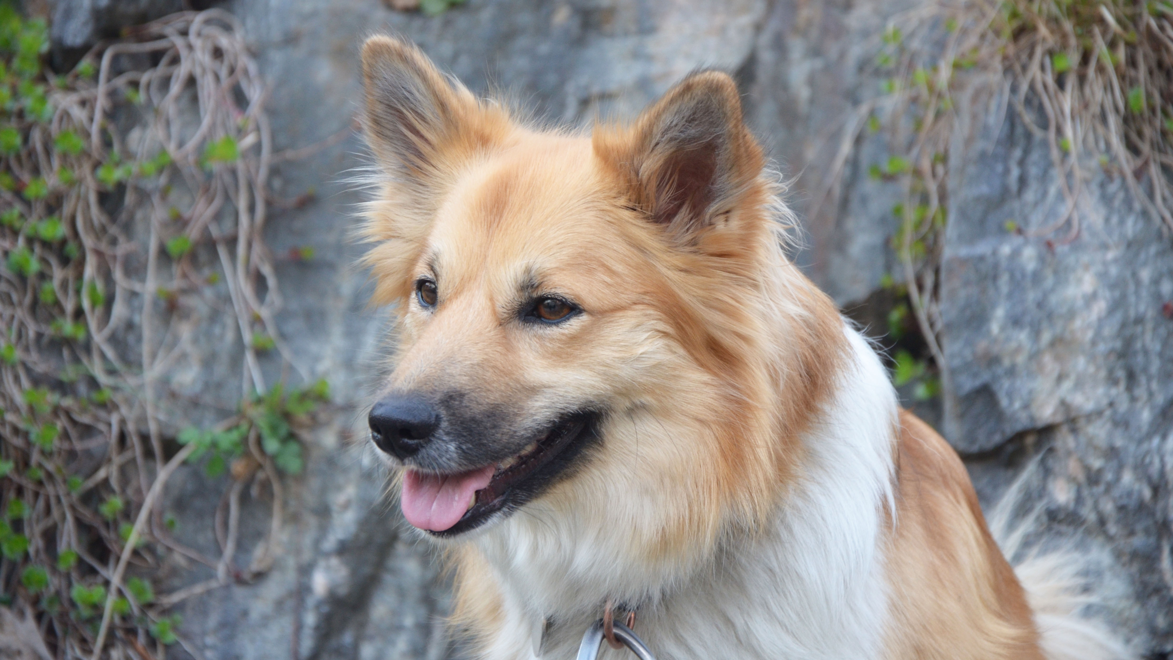 A brown and white dog. Photo.