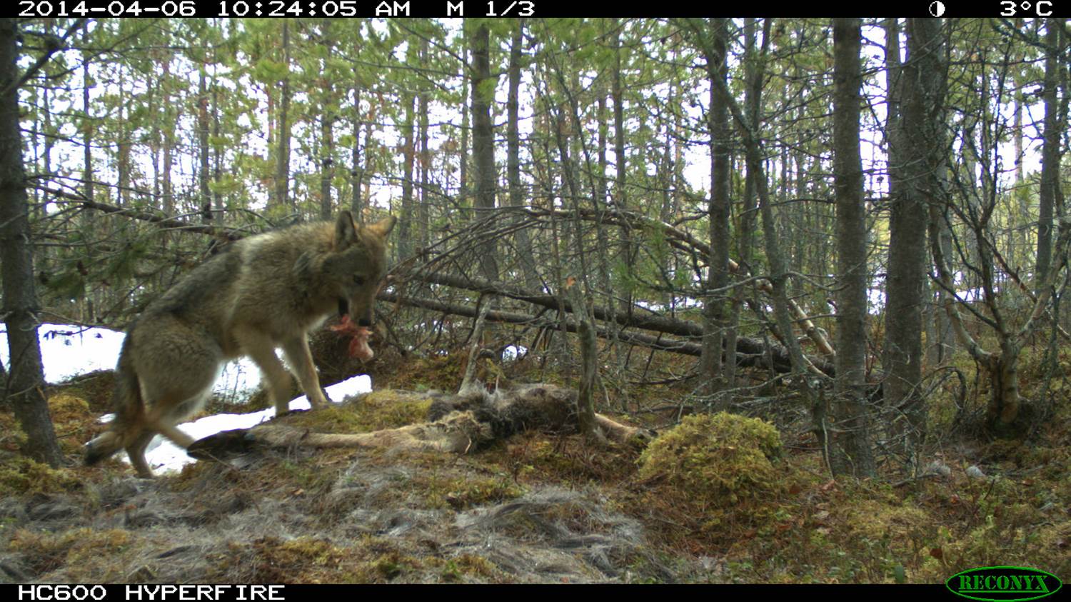 Varg vid vargslagen älg Foto fältkamera SKANDULV