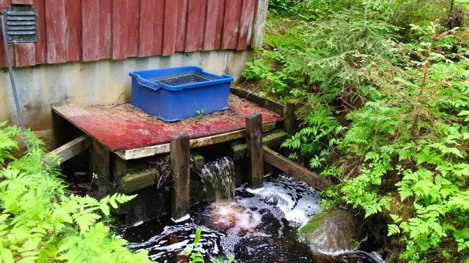 Vattnets innehåll har noggrant mätts och övervakats i Krycklans avrinningsområde i årtionden. Bild: Daniel Stjärna, SLU.