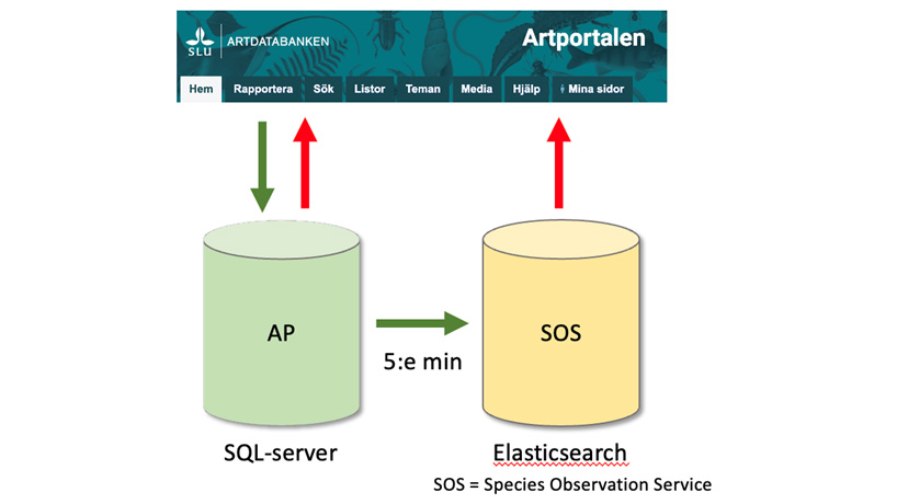 Datavägar mellan SQL-server, Elasticsearch och Artportalen. Illustration