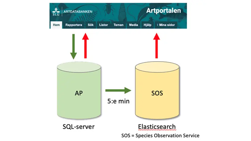 Datavägar mellan SQL-server, Elasticsearch och Artportalen. Illustration