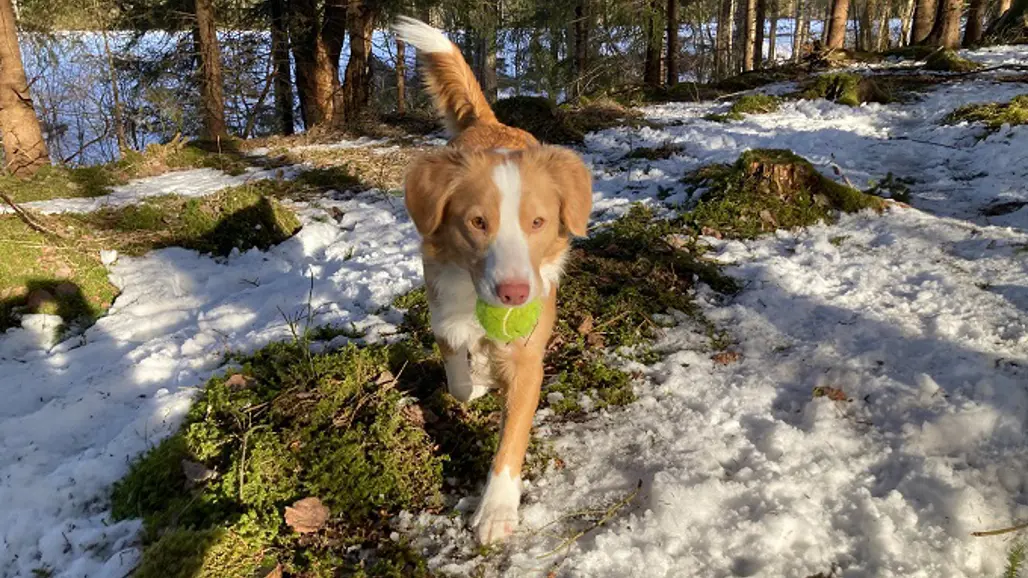 En tollare ute i skogen med en tennisboll i munnen. Det är delvis snö på marken.
