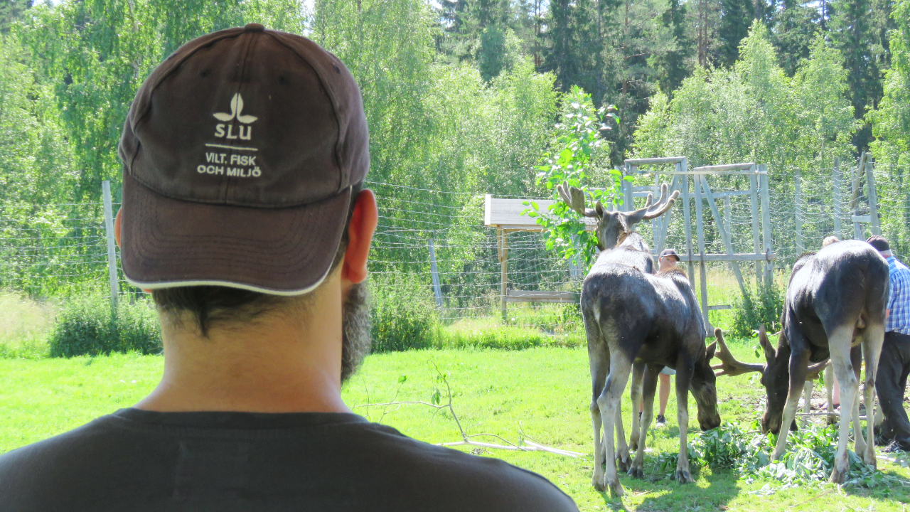 Person wearing an SLU cap observes moose in an enclosure during feeding.