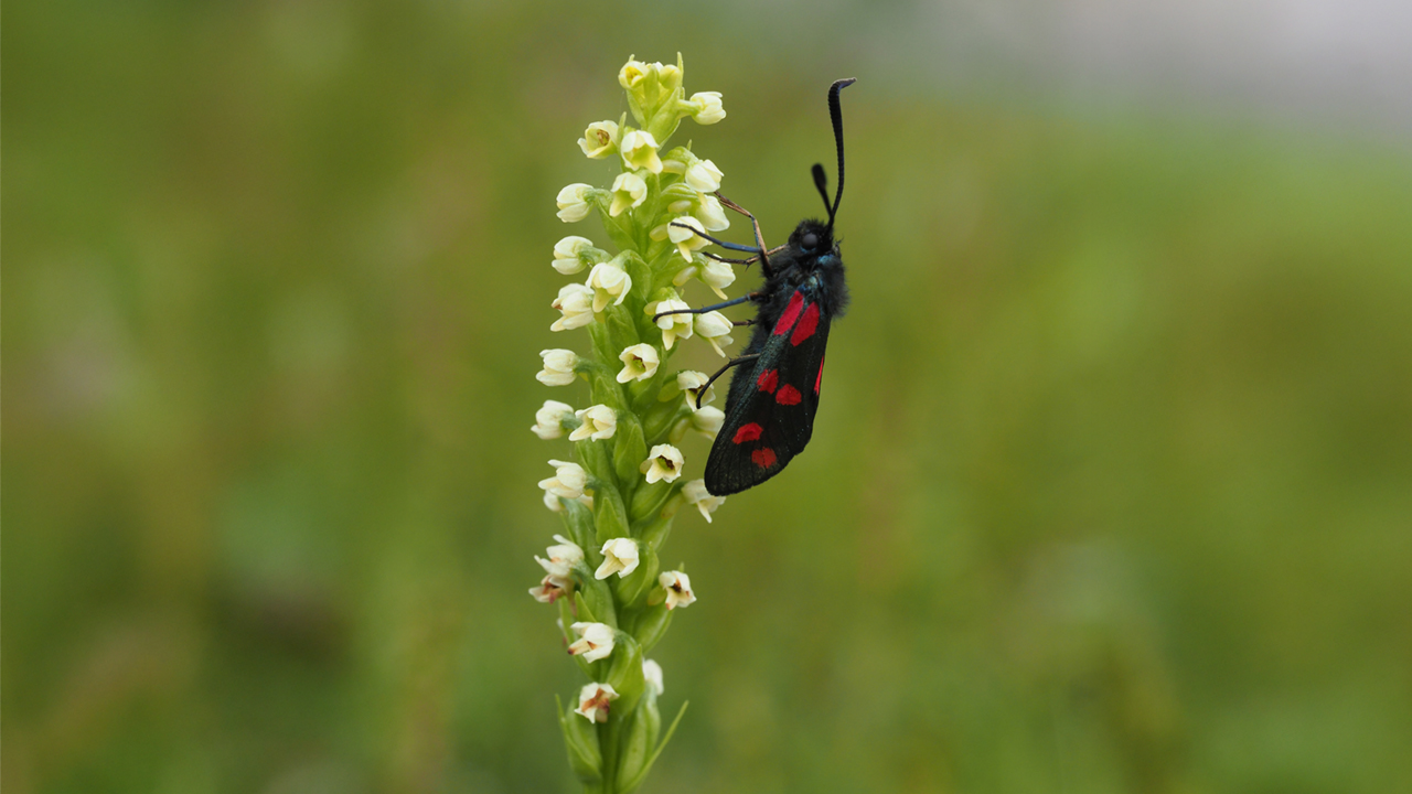 Vit blomma med röd insekt. Foto