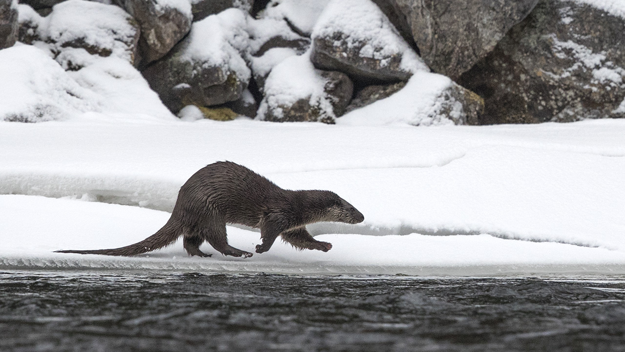 Däggdjur på snö med vatten i förgrunden. Foto