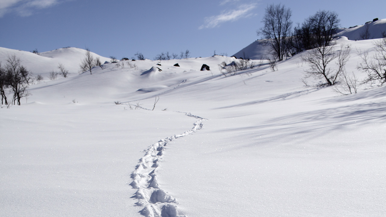 Spår i snö. Foto