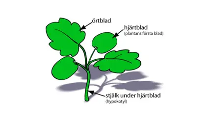 En teckning av en groddplanta med pilar på örtblad, hjärtblad och stjälk under hjärtblad.