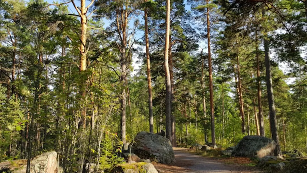 Urban skog. Foto: Helen Sepp, Unsplash
