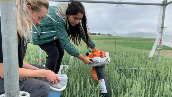 A woman holds a device against the wheat field.