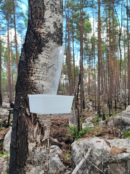 Plastbehållare och genomskinlig skiva monterade på en brandskadad björkstam i skogsmiljö.