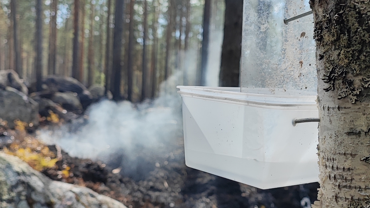 Plastbehållare monterad på en björk med rök från en markbrand i bakgrunden.
