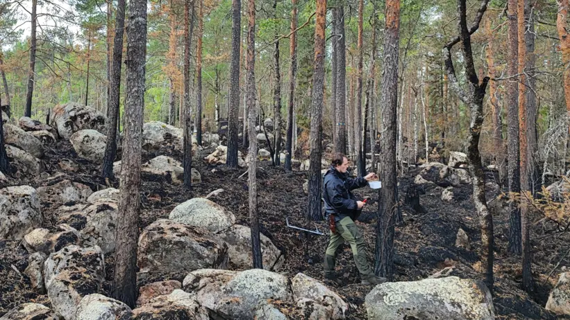 Person samlar prover i ett brandpåverkat skogsområde med tallar och stora stenblock.