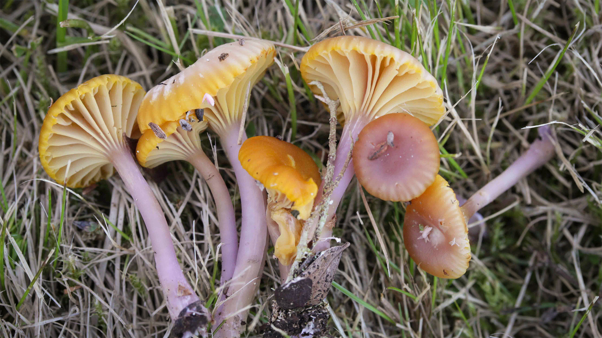 Gulorange svampar med ljusa skivor och violetttonade skaft i gräsmark.