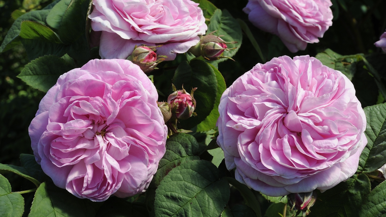 Foto av Grönt kulturarv®s bourbonrosen 'Strömsro'. Fotot visar fyra stora och fyllda blekrosa blommor. Två blommor syns uppifrån och visar vridna blomblad inuti. I mellan blommorna syns rosenknoppar och grönt bladverk.