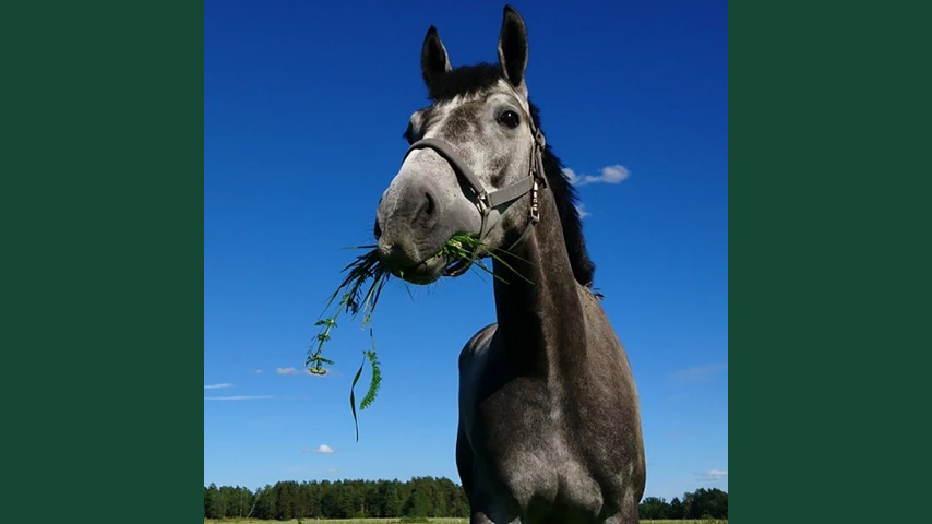 Foto av en gräs utomhus med gräs i munnen, mot blå himmelsbakgrund.