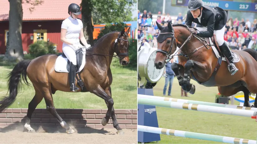 Kollage med två bilder: Till höger, en hopphäst och till vänster en dressyrhäst, båda med ryttare.