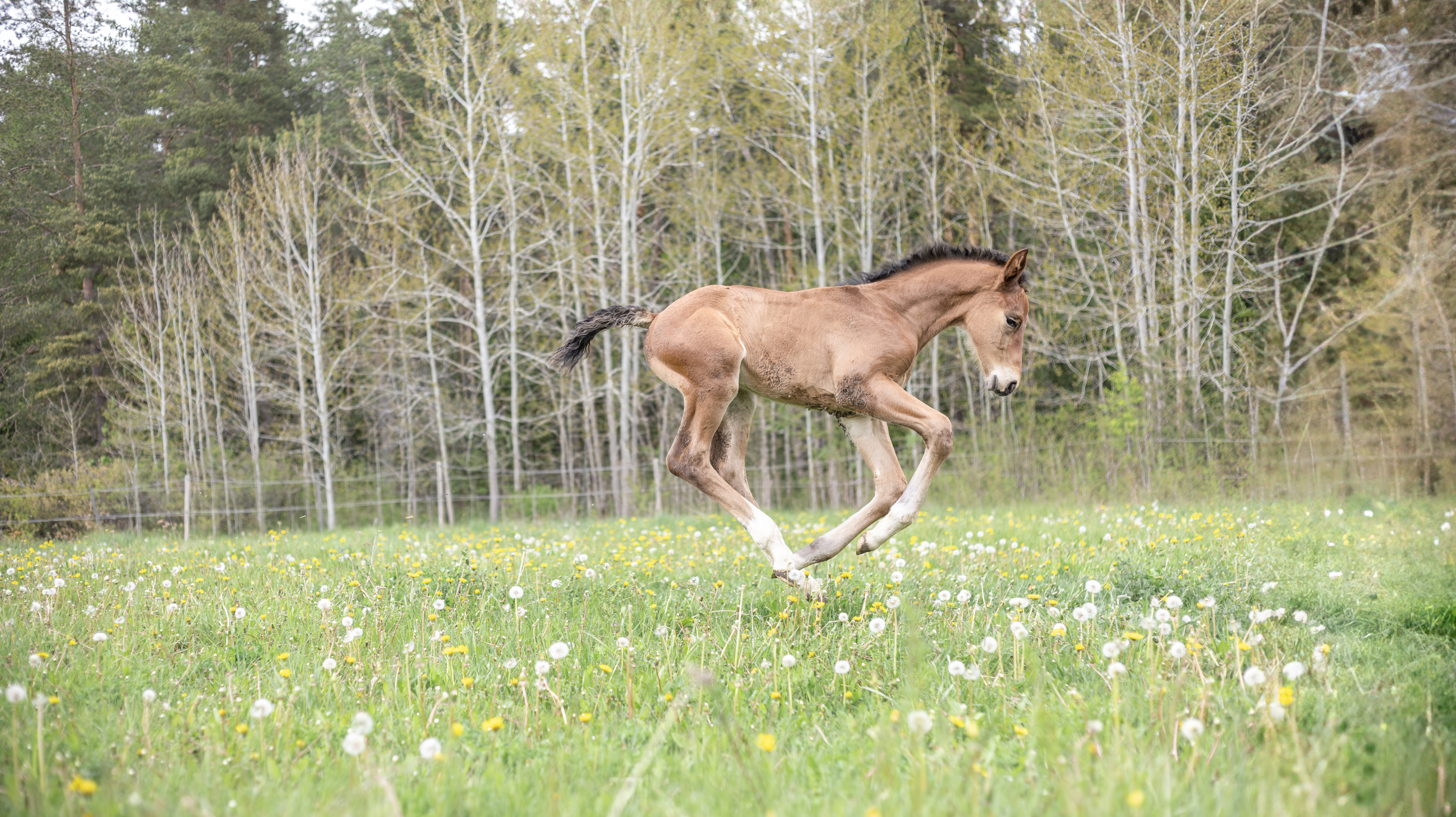 Picture of a brown foal galopping over a field of grass during early summer.
