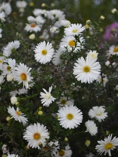 Närbild av Grönt kulturarv®s höstastern 'Frövi'. I bild syns flera vita blommor i olika stadier med gula eller övergående till kådfärgade diskar. Mellan blommorna syns de mörkt gröna stjälkarna med täta blad som ger ett "barrigt" intryck.