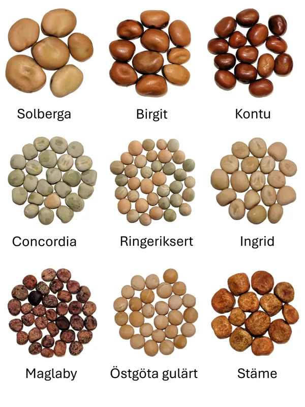 Bilder på olika bön- och ärtsorter