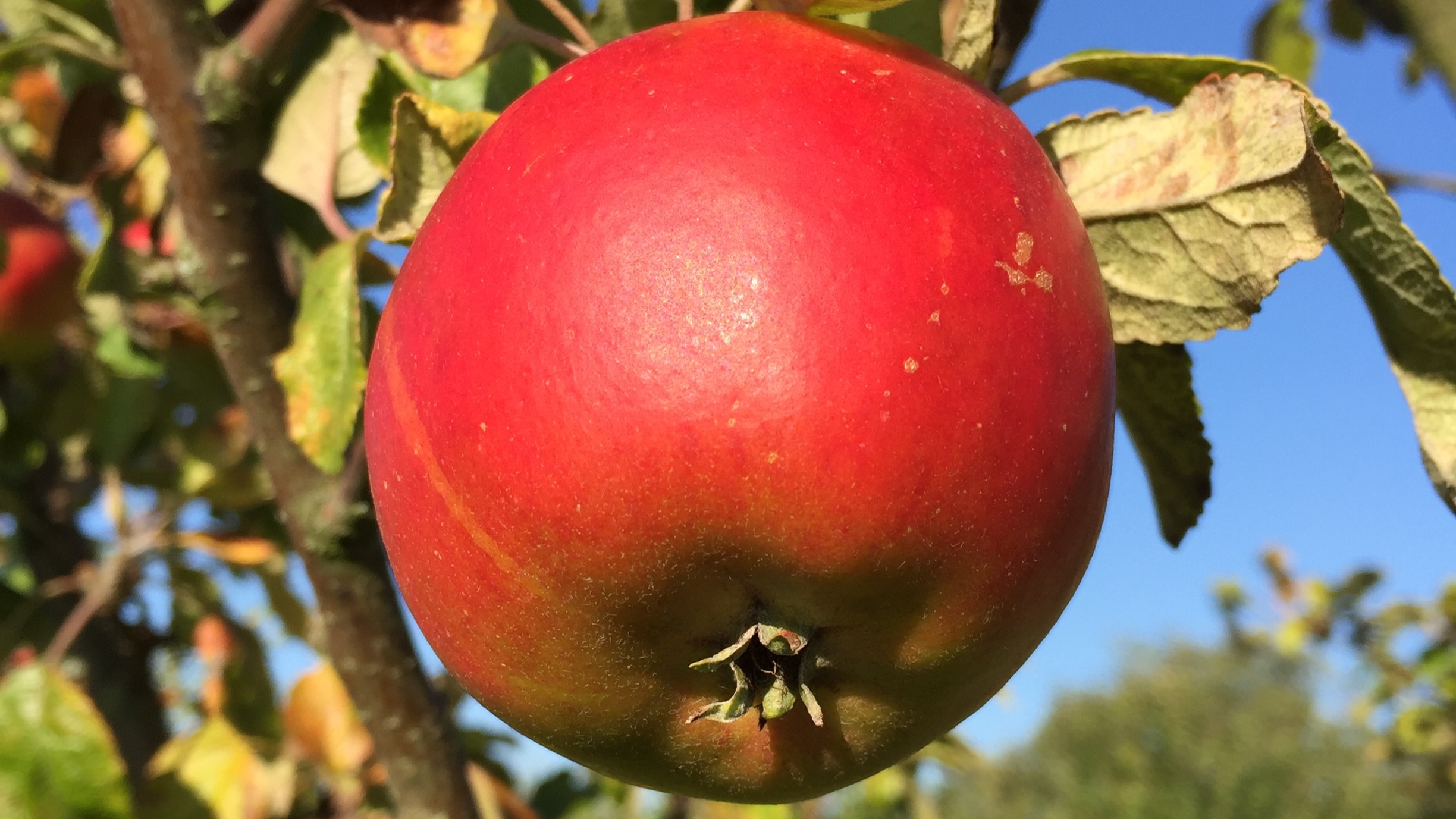 Närbild av ett rött äpple av sorten 'Cox's Orange Pippin'. 