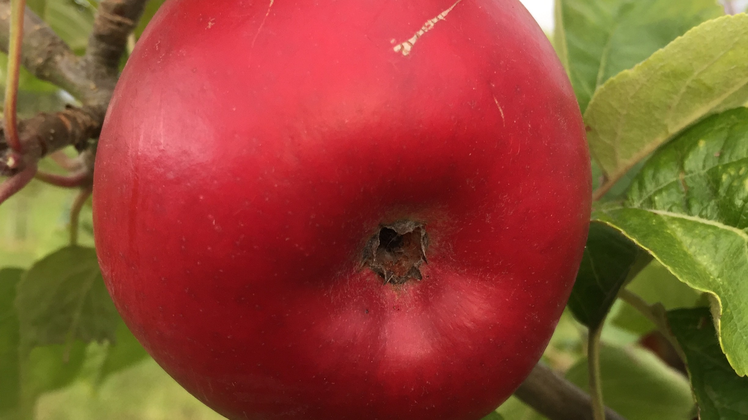 Närbild av ett rött äpple av sorten 'Nyckelby'.