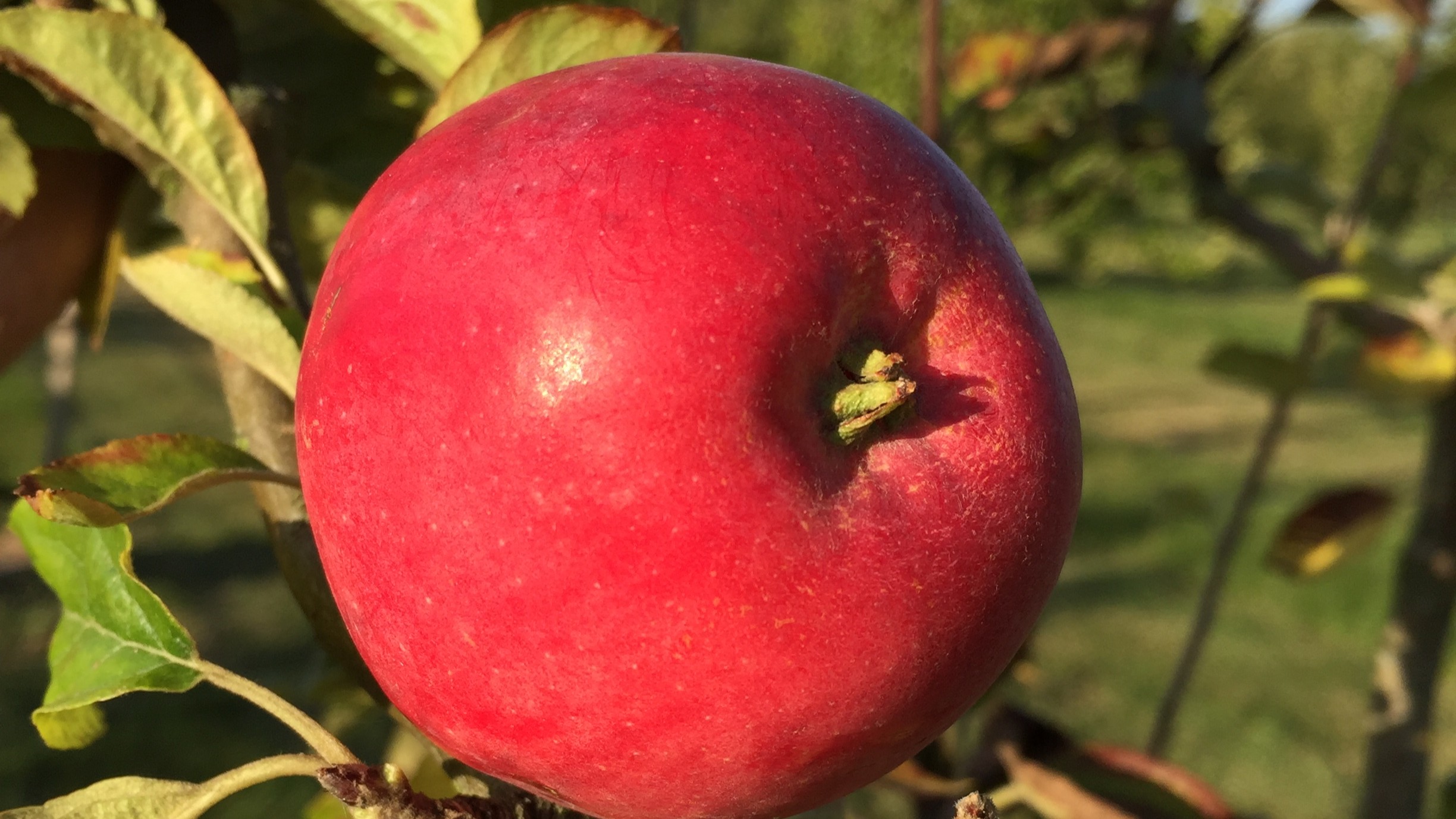 Närbild av ett äpple av sorten 'Rött Melonäpple'. Äpplet är rött och hänger från en gren i ett äppelträd. 