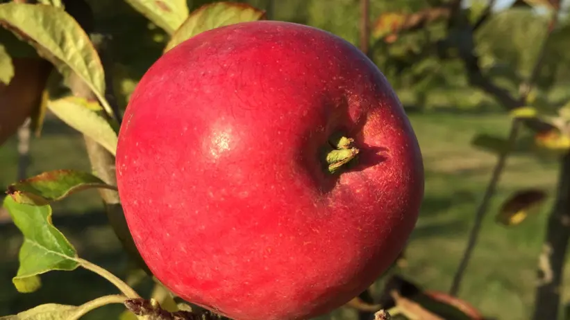 Närbild av ett äpple av sorten 'Rött Melonäpple'. Äpplet är rött och hänger från en gren i ett äppelträd.