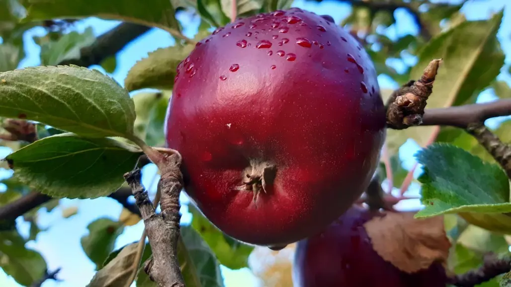 'Urshults Kungsäpple' är mörkt rött och hänger från en gren i ett äppelträd.