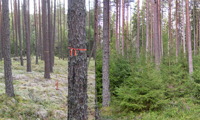 Försök med kvävegödsling i Hagfors, Skogforsk