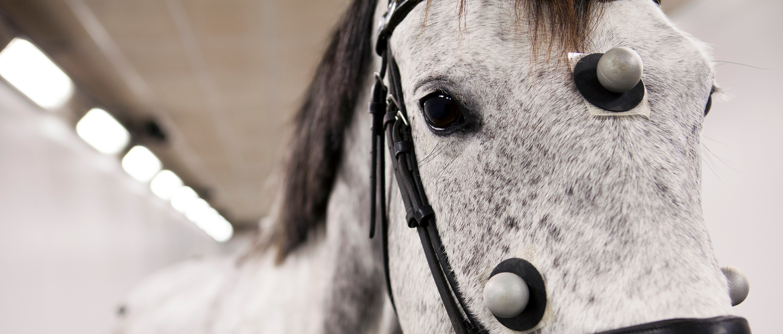 Kampanj hästavdelningen