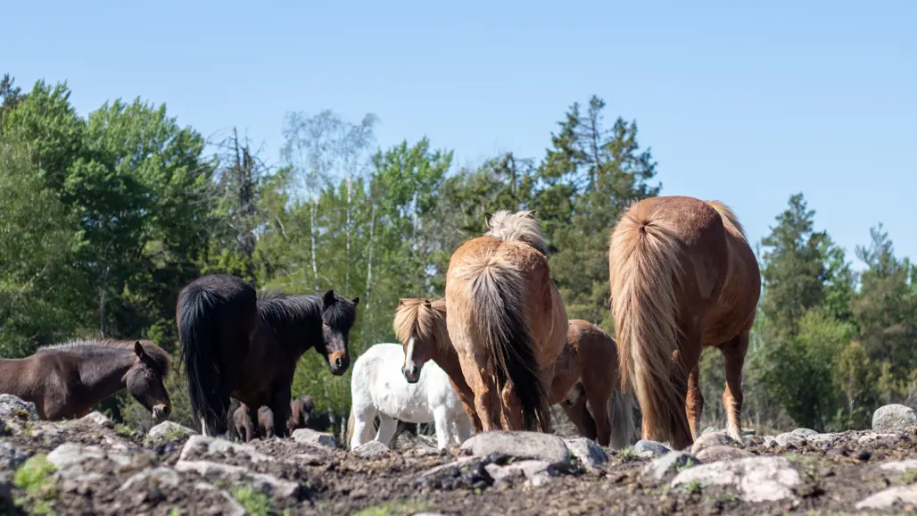Foto av islandshästar i olika färger, ståendes i grupp utomhus under vår/sommar.