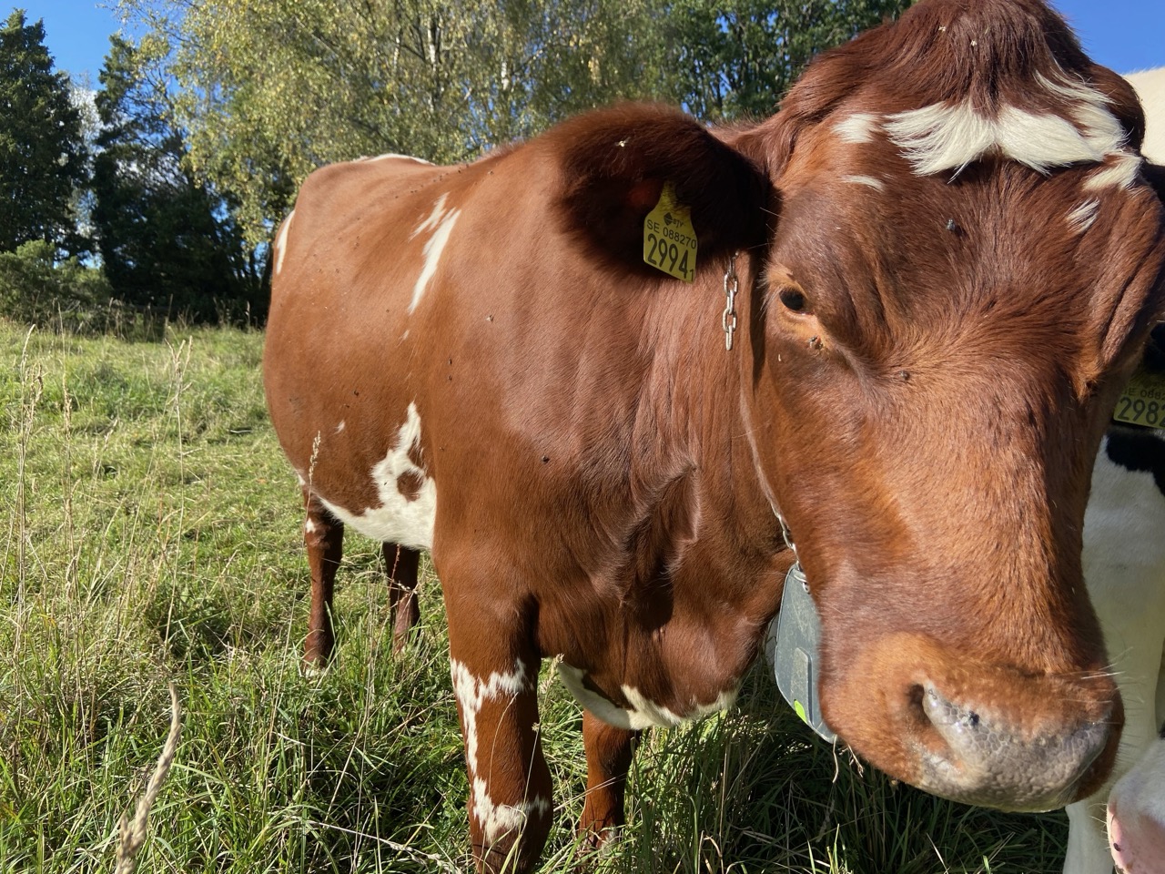 En ljusbrun kviga tittar in i kameran, runt halsen hänger ett virtuellt stängselhalsband. Foto.