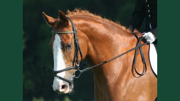 Stilistisk bild av huvud och hals av en fuxfärgad häst klädd i dressyrutrustning med ryttare.
