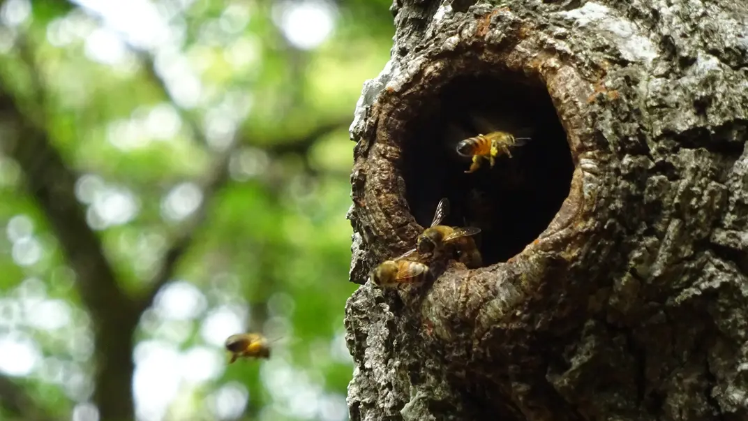 Bees flying into tree cavity