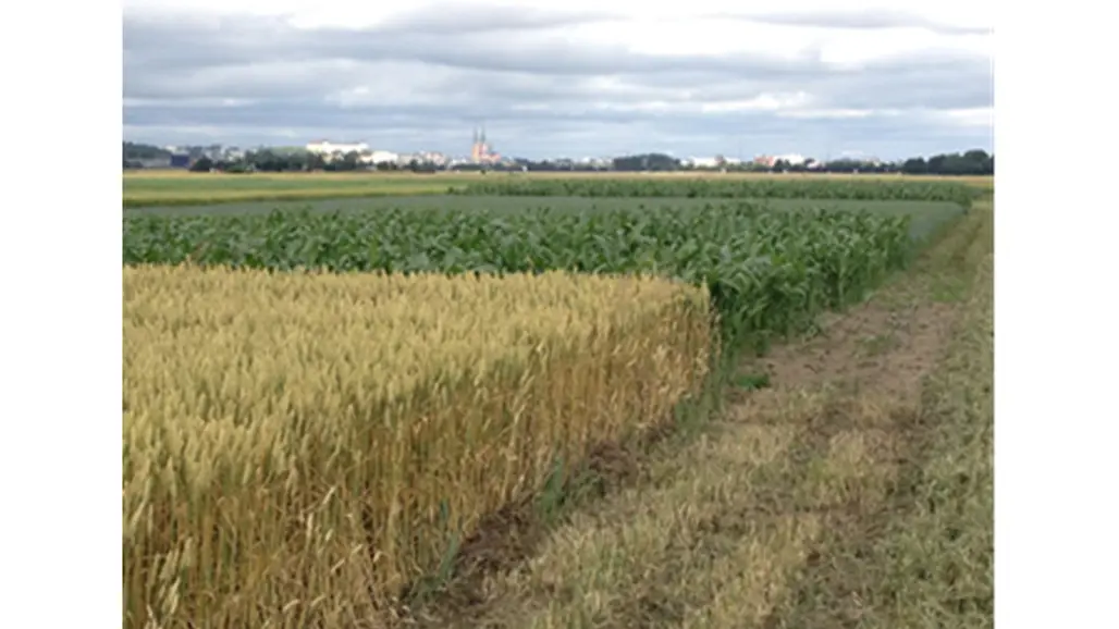 A field with agricultural plots.