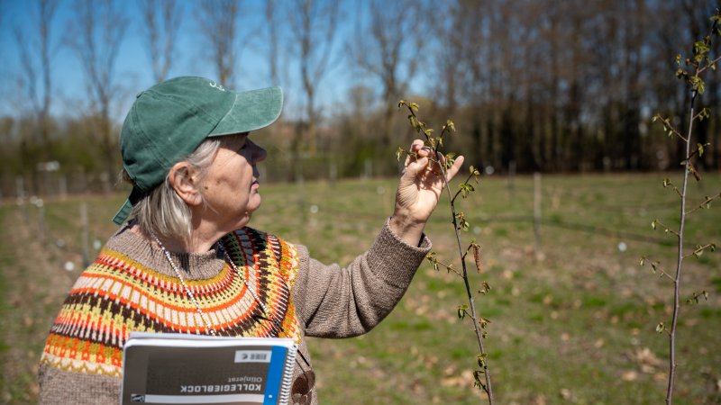 Lotta Nordmark tittar på en hasselplanta