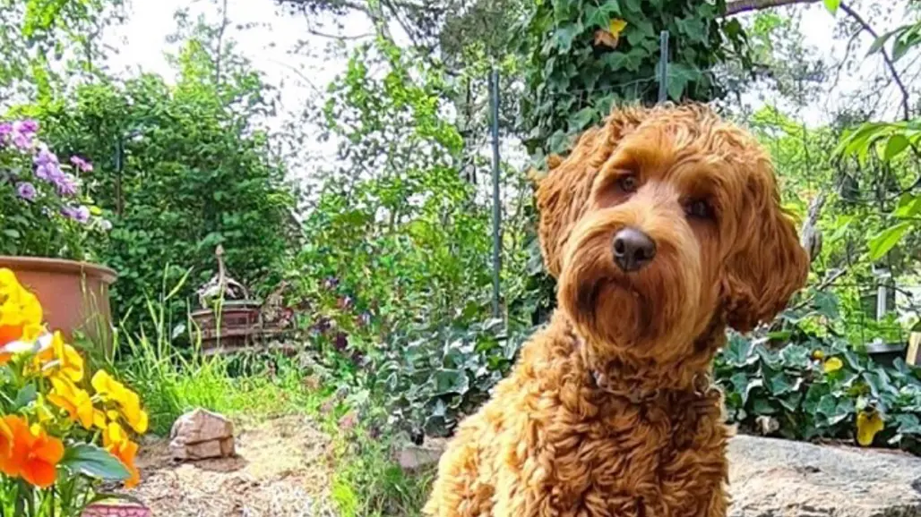 Närbild på en brun Australian labradoodle som sitter på en bänk i en trädgård med lite blommor bredvid och träd och buskar i bakgrunden.