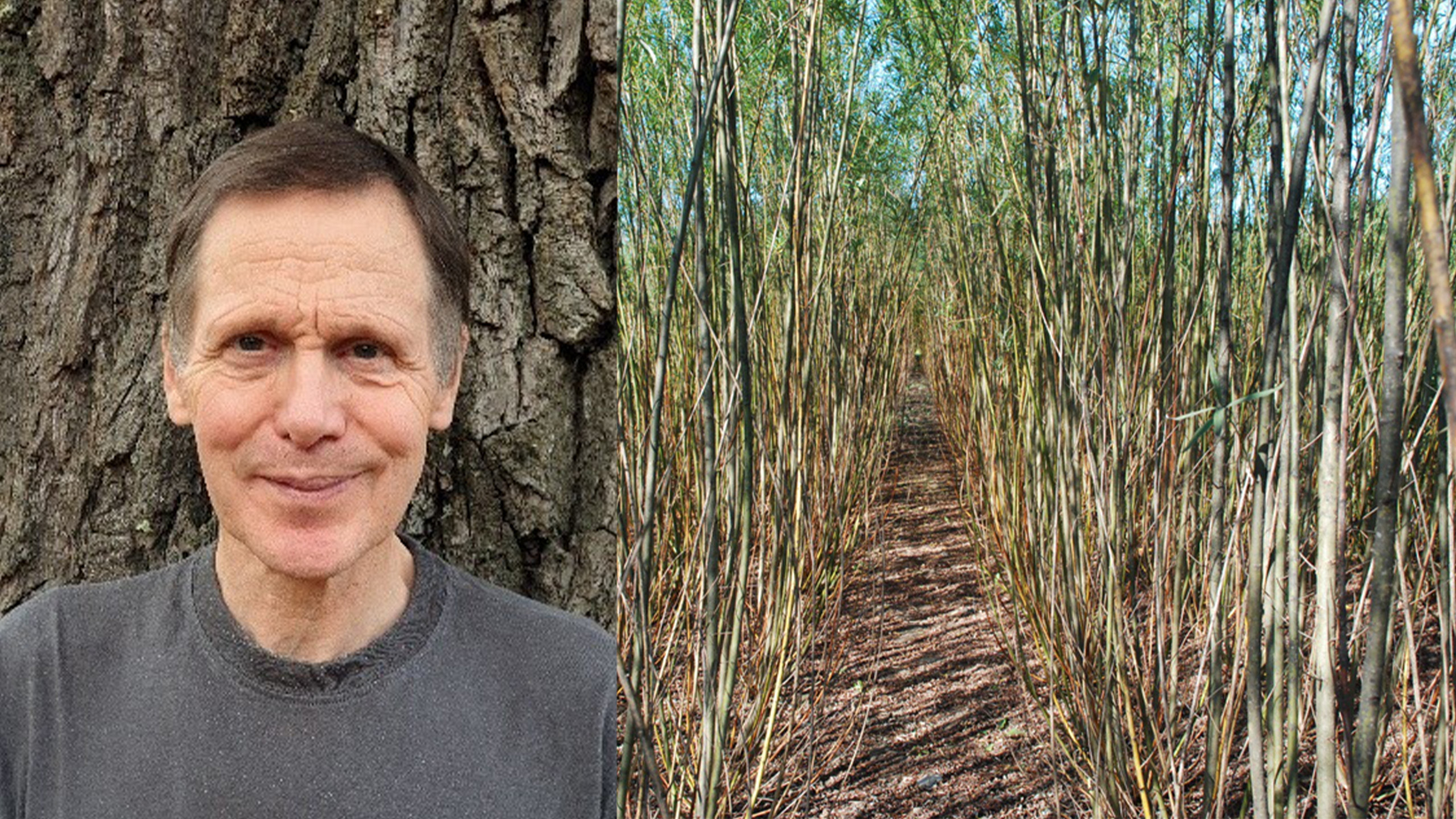 Ett kollage med ett porträttfoto av Theo Verwijst och ett foto av en odling av salix.