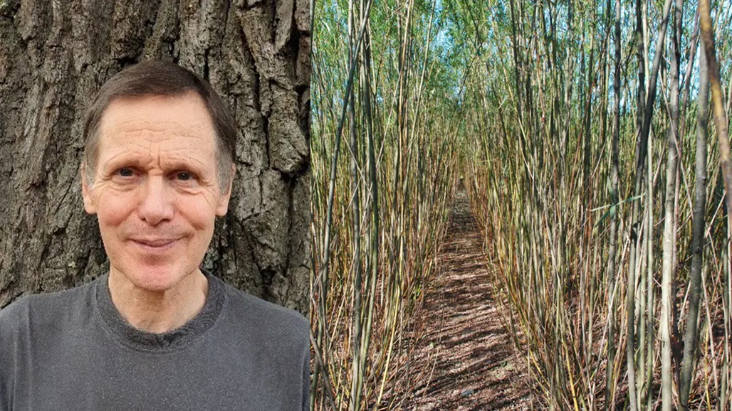 Ett kollage med ett porträttfoto av Theo Verwijst och ett foto av en odling av salix.