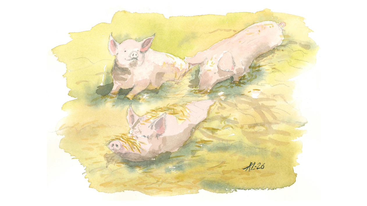 Tre grisar i halm. Illustration. 