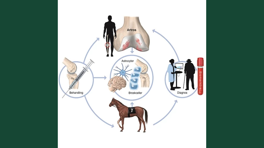 Illustration som visar utvecklingen och diagnosticeringen av artros hos häst.
