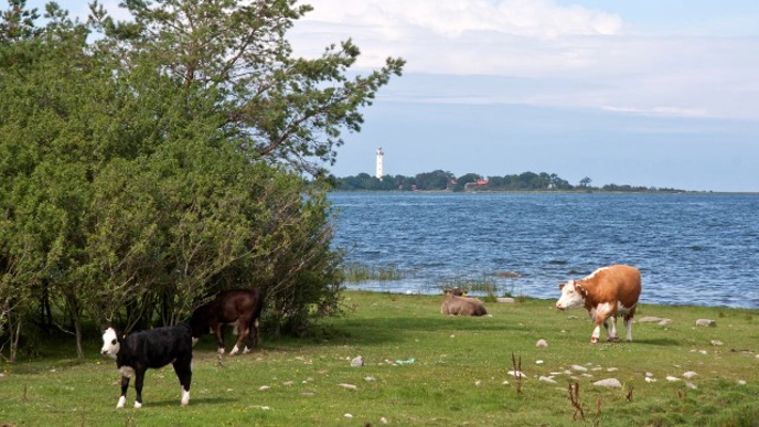 Foto av nötkreatur på bete längst med vattendrag.