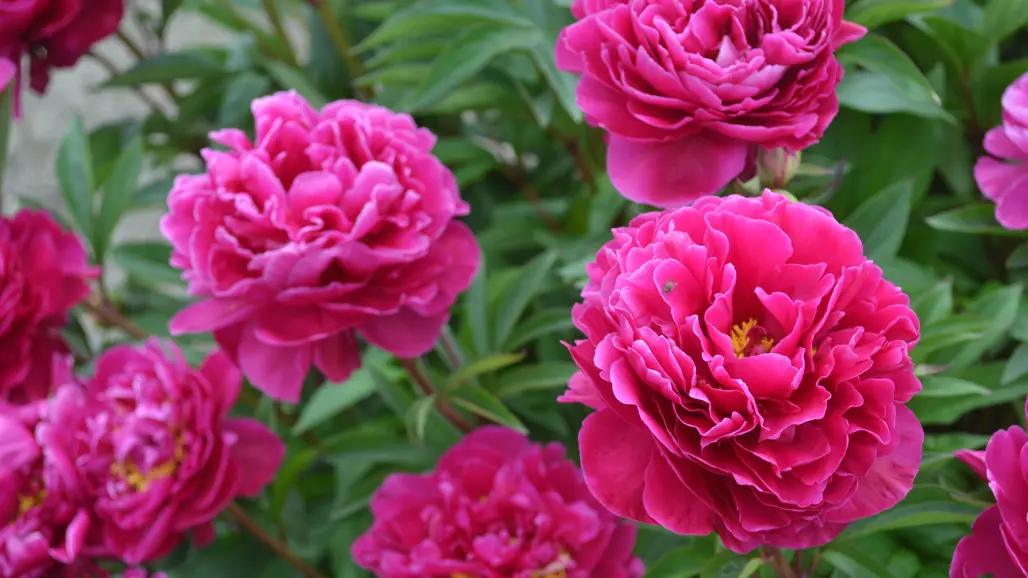 En mörkt rosa luktpion i blom.