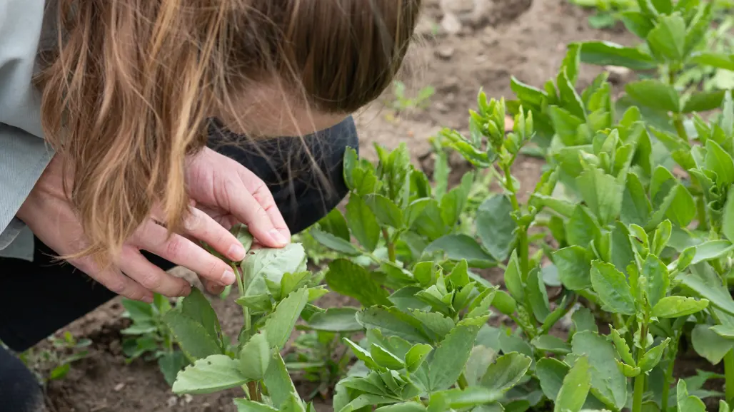 Hands holding leaves of faba bean in a field.