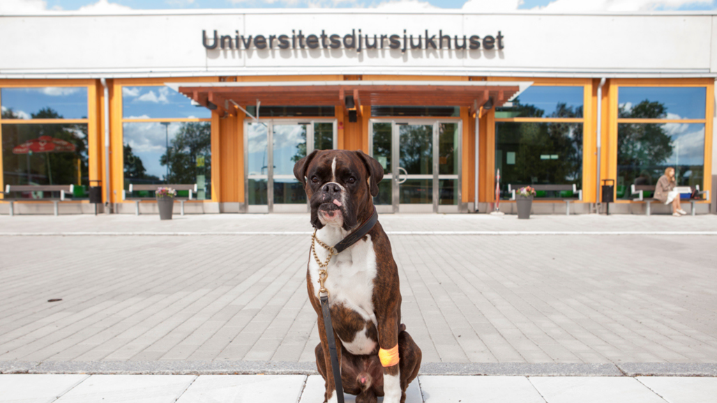 Hund sitter utanför en byggnad.