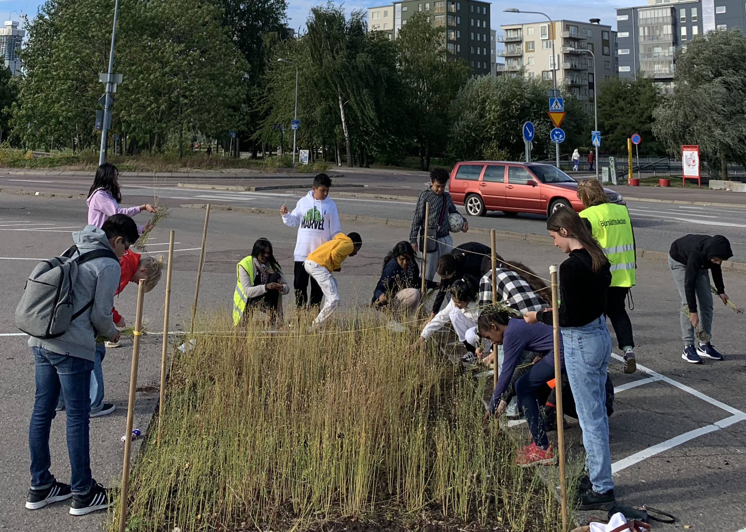 Ett gäng ungdomar skördar lin på en linodling på en parkeringsplats. 