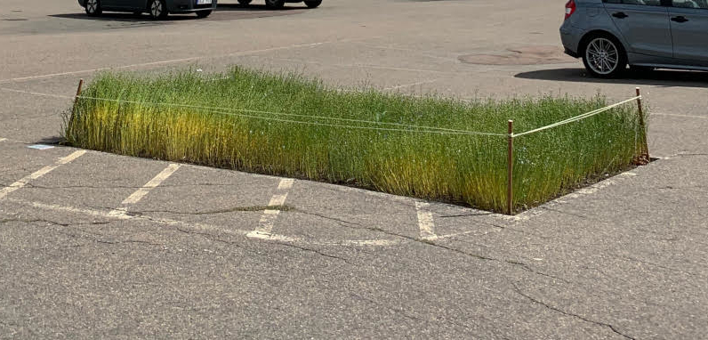 Linodling på parkeringsplats. 